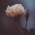 دانلود آهنگ خط شوتی بار ایکنم سمت گناوه از هومن پناهی